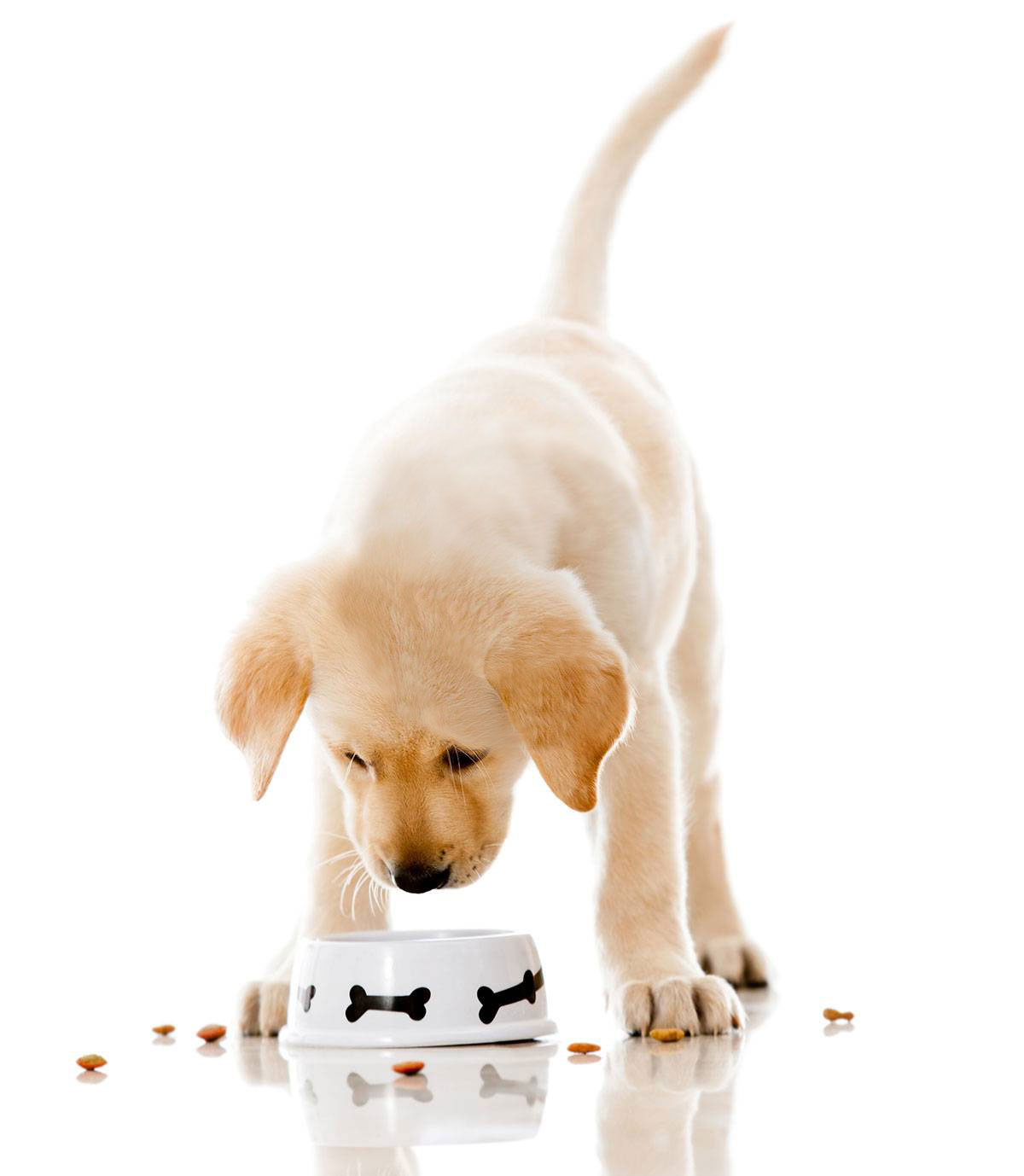 Dog Training, Dog Trainer, Dog behaviourist, Dog Obedience Canberra.